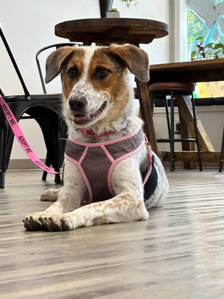 Pumpkin, a Adopted mixed breed in Covington, TN image 5/5