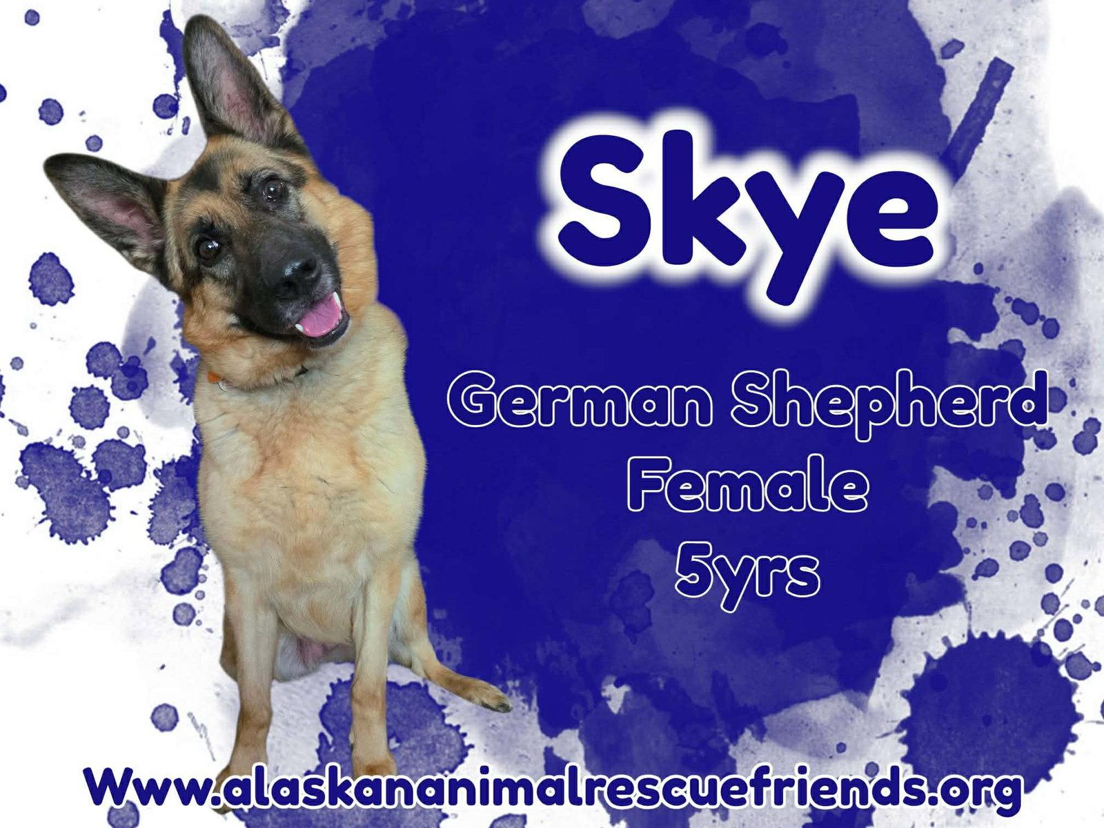 Enlarge Skye, a Adoptable German Shepherd Dog in Anchorage, AK image 1/1