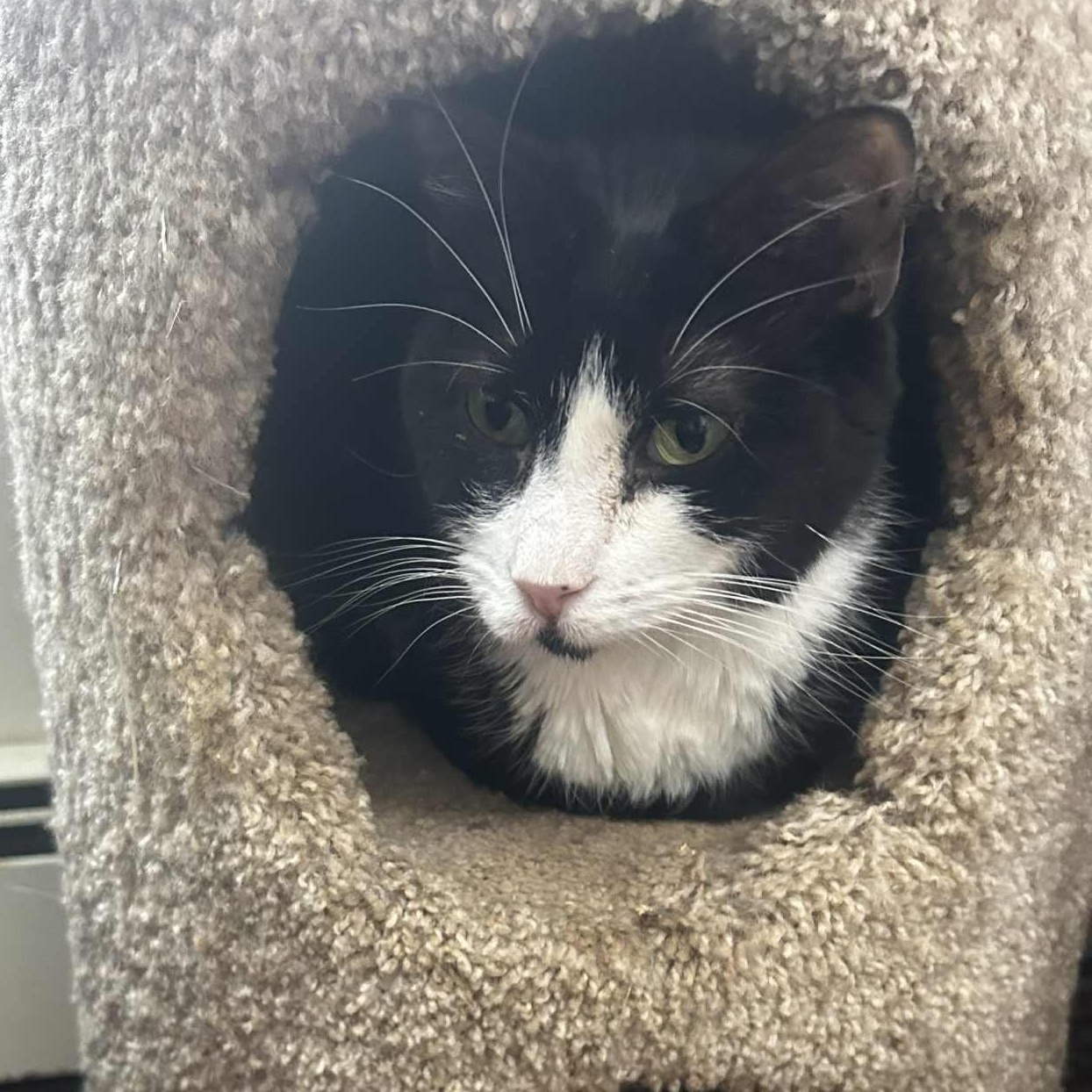 Maisie, a ADOPTABLE Tuxedo in Huntington, NY image 1/2