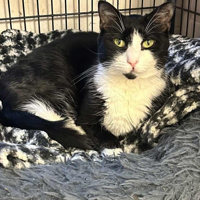 Enlarge Maisie, a ADOPTABLE Tuxedo in Huntington, NY image 1/1