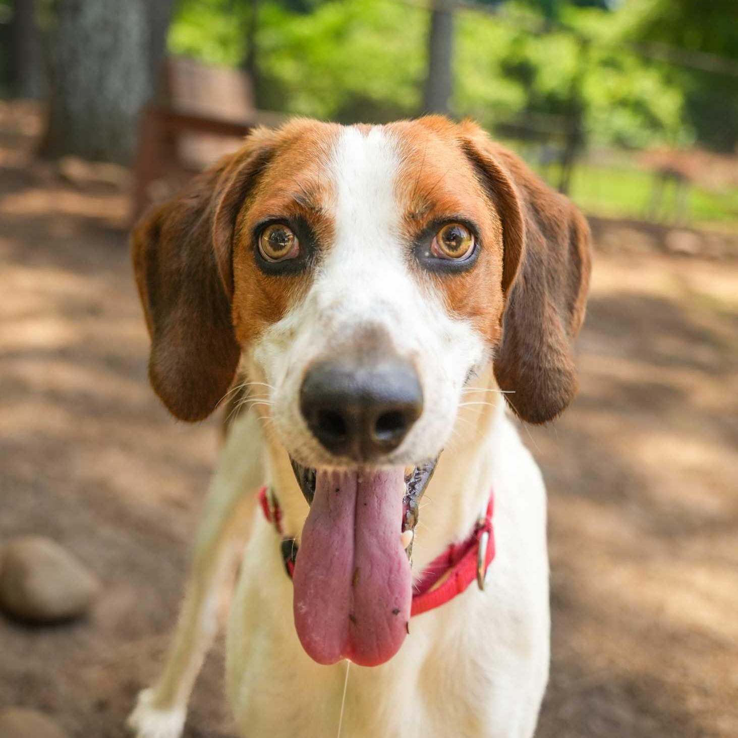 Enlarge Corndog 63077, a ADOPTABLE mixed breed in Aiken, SC image 1/1