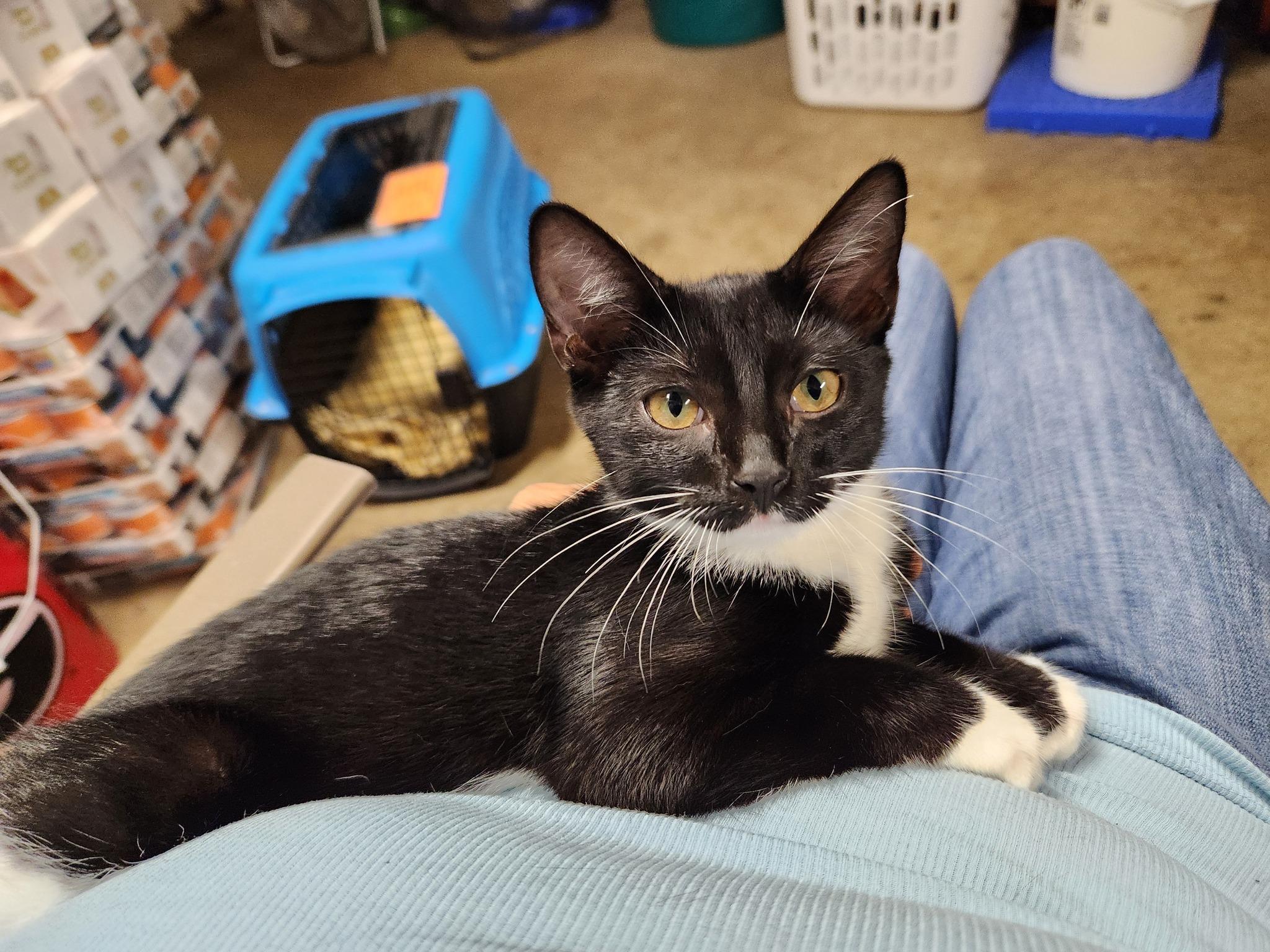 Delilah, adopted, Kitten Female Domestic Short Hair.