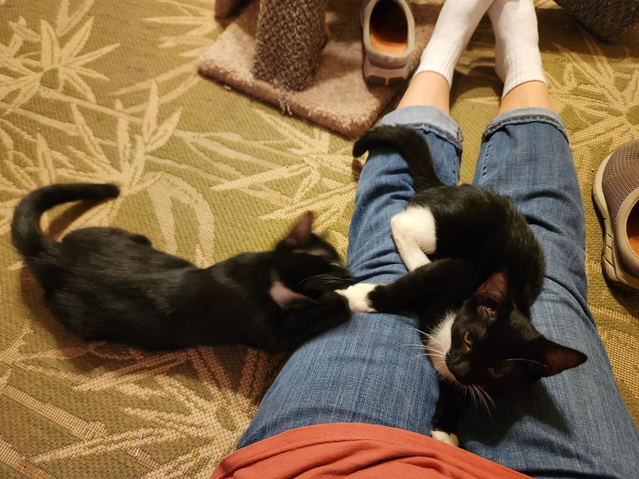 Enlarge Delilah, an adopted Domestic Short Hair in Watkinsville, GA image 2/4