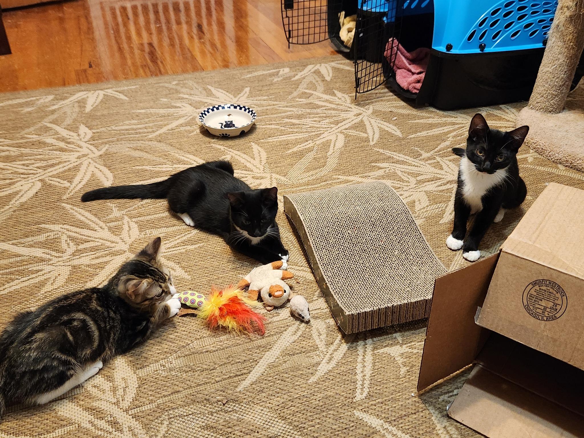 Delilah, adopted, Kitten Female Domestic Short Hair.