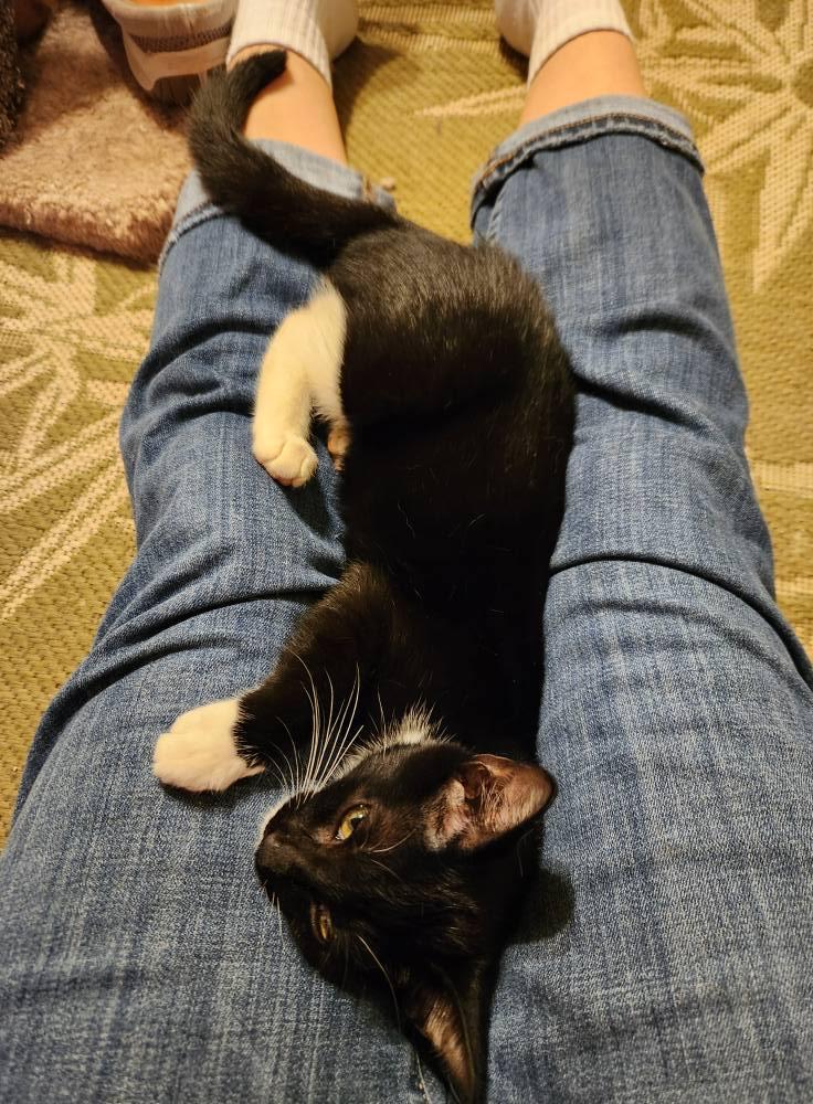 Enlarge Delilah, an adopted Domestic Short Hair in Watkinsville, GA image 4/4