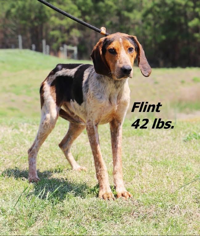 Enlarge Flint, a Adoptable Hound in Oxford, NC image 1/2