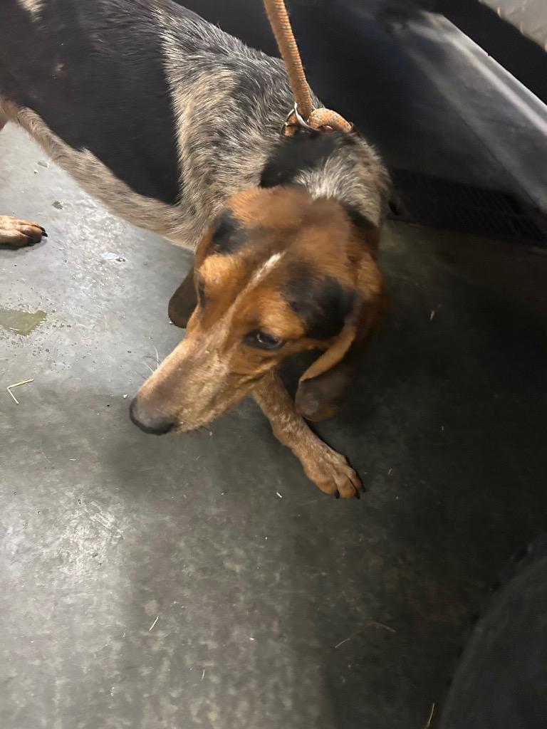 Enlarge Flint, a Adoptable Hound in Oxford, NC image 2/2
