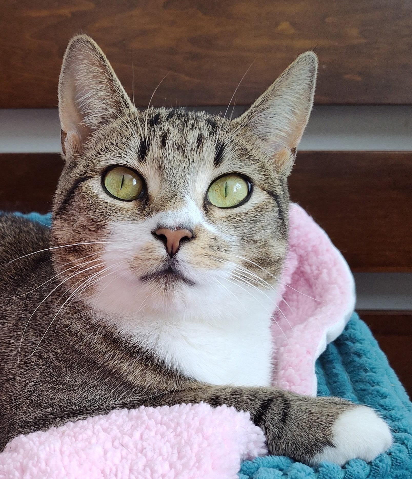 Jewel, Adopted, Young Female Domestic Short Hair.