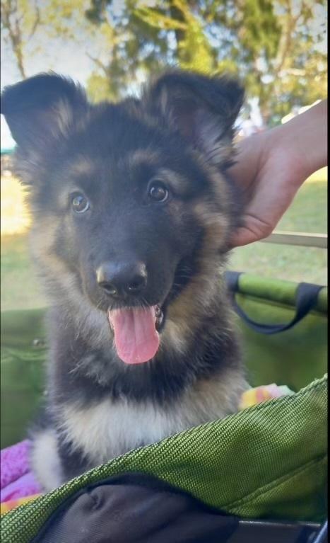 Annika, a Adopted German Shepherd Dog in Sacramento, CA image 3/6