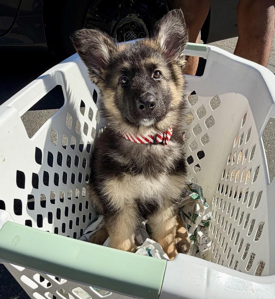 Annika, a Adopted German Shepherd Dog in Sacramento, CA image 4/6