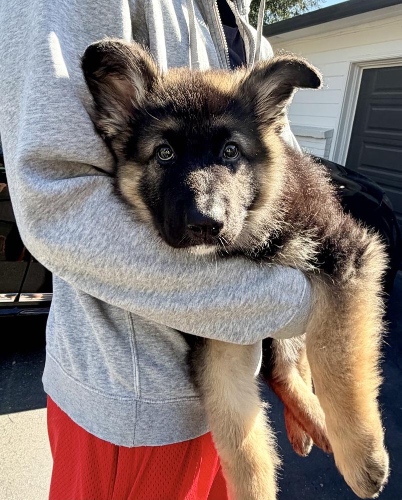 Annika, a Adopted German Shepherd Dog in Sacramento, CA image 5/6