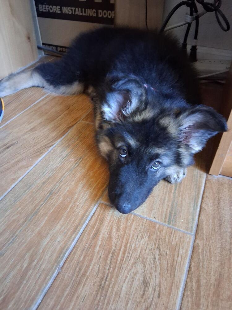 Annika, a Adopted German Shepherd Dog in Sacramento, CA image 2/6