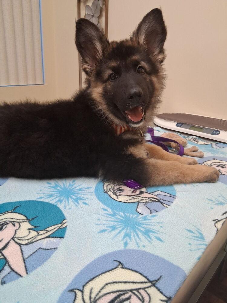 Annika, Adopted, Puppy Female German Shepherd Dog.