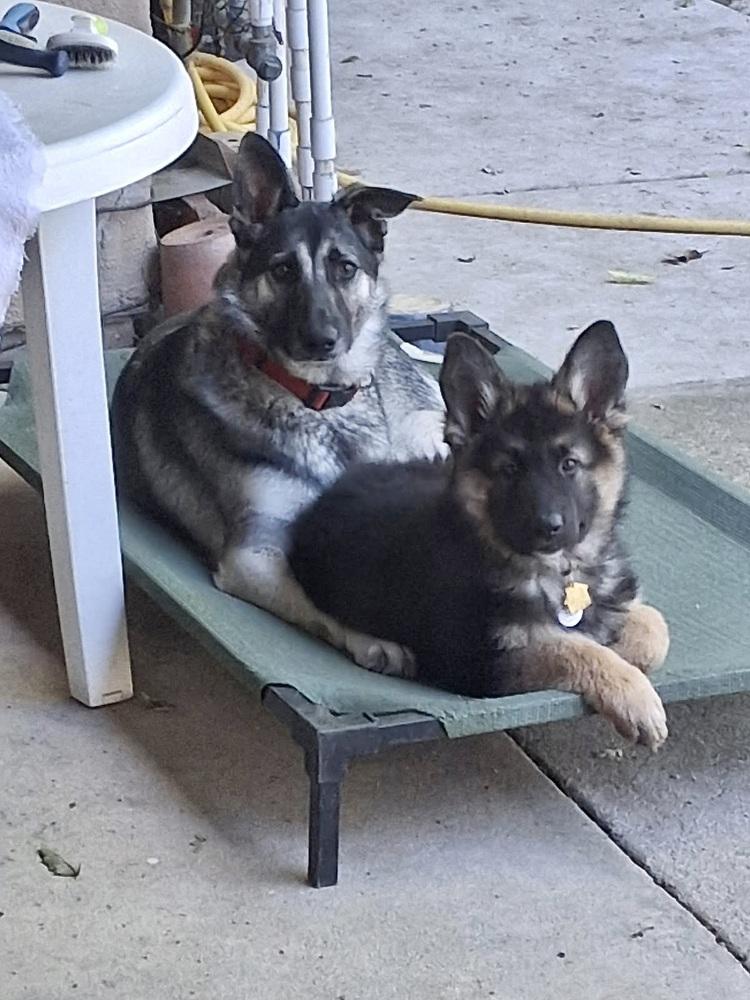 Annika, a Adopted German Shepherd Dog in Sacramento, CA image 6/6