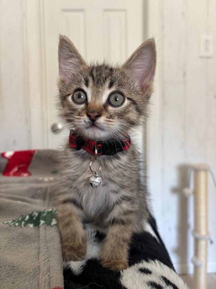 Gucci, Adopted, Kitten Male Tabby & Domestic Short Hair.