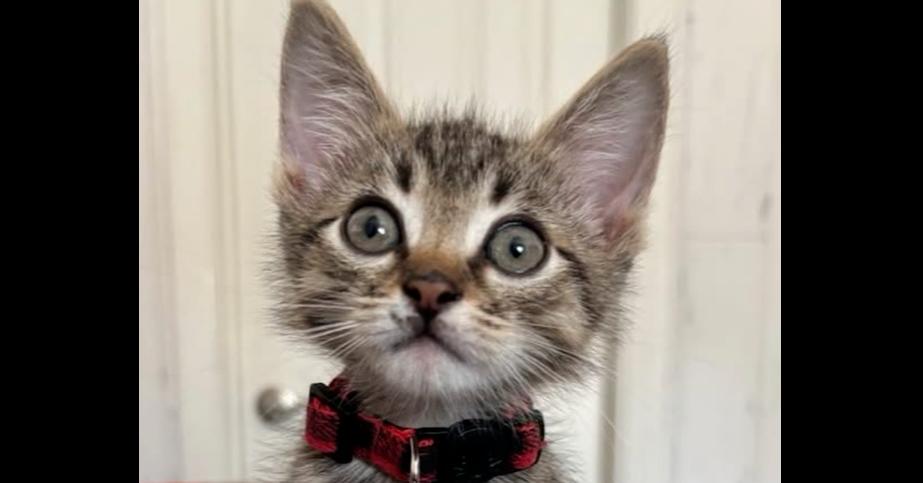 Enlarge Gucci, a Adopted mixed breed in Richardson, TX image 2/6