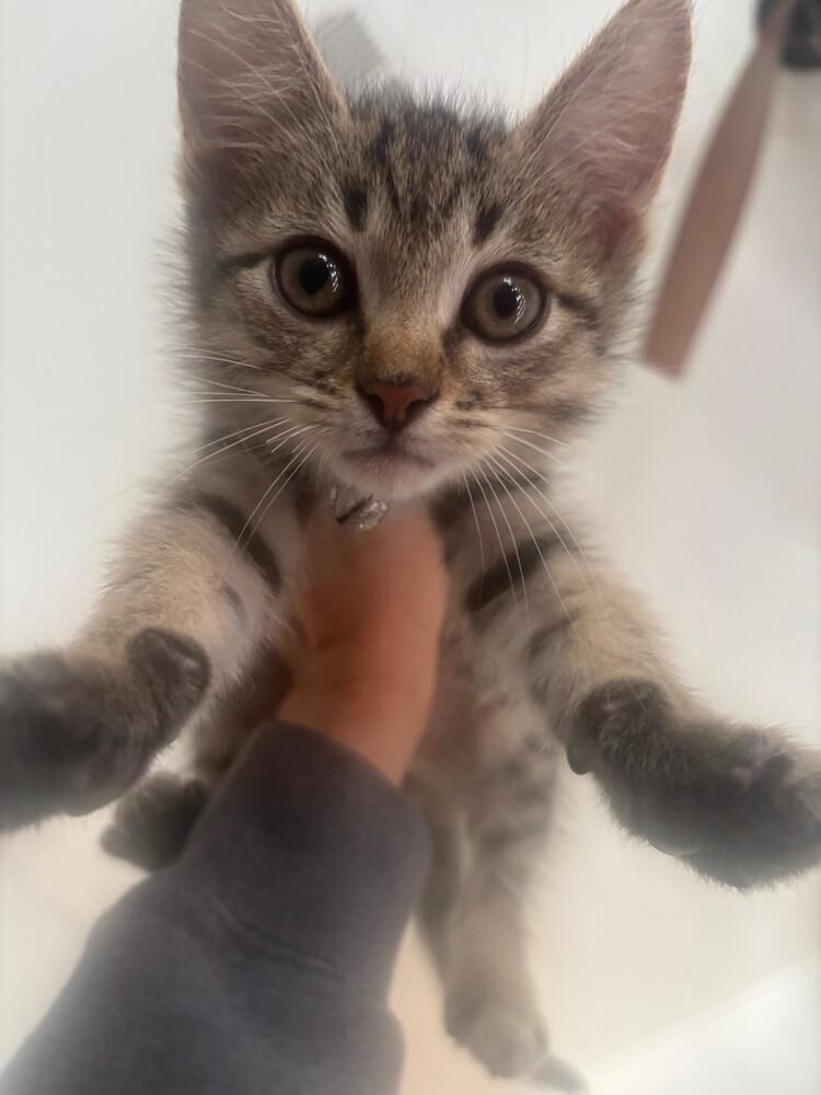 Enlarge Gucci, a Adopted mixed breed in Richardson, TX image 3/6