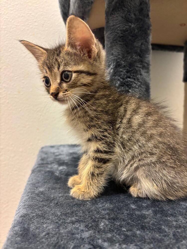 Enlarge Gucci, a Adopted mixed breed in Richardson, TX image 5/6