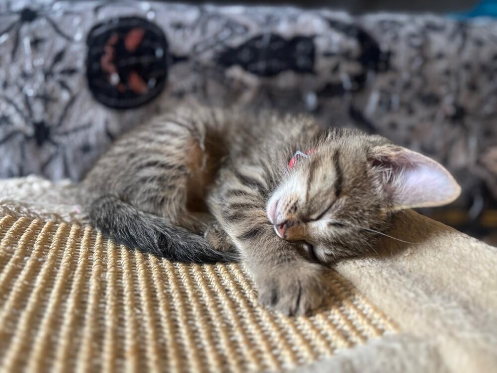 Enlarge Gucci, a Adopted mixed breed in Richardson, TX image 6/6