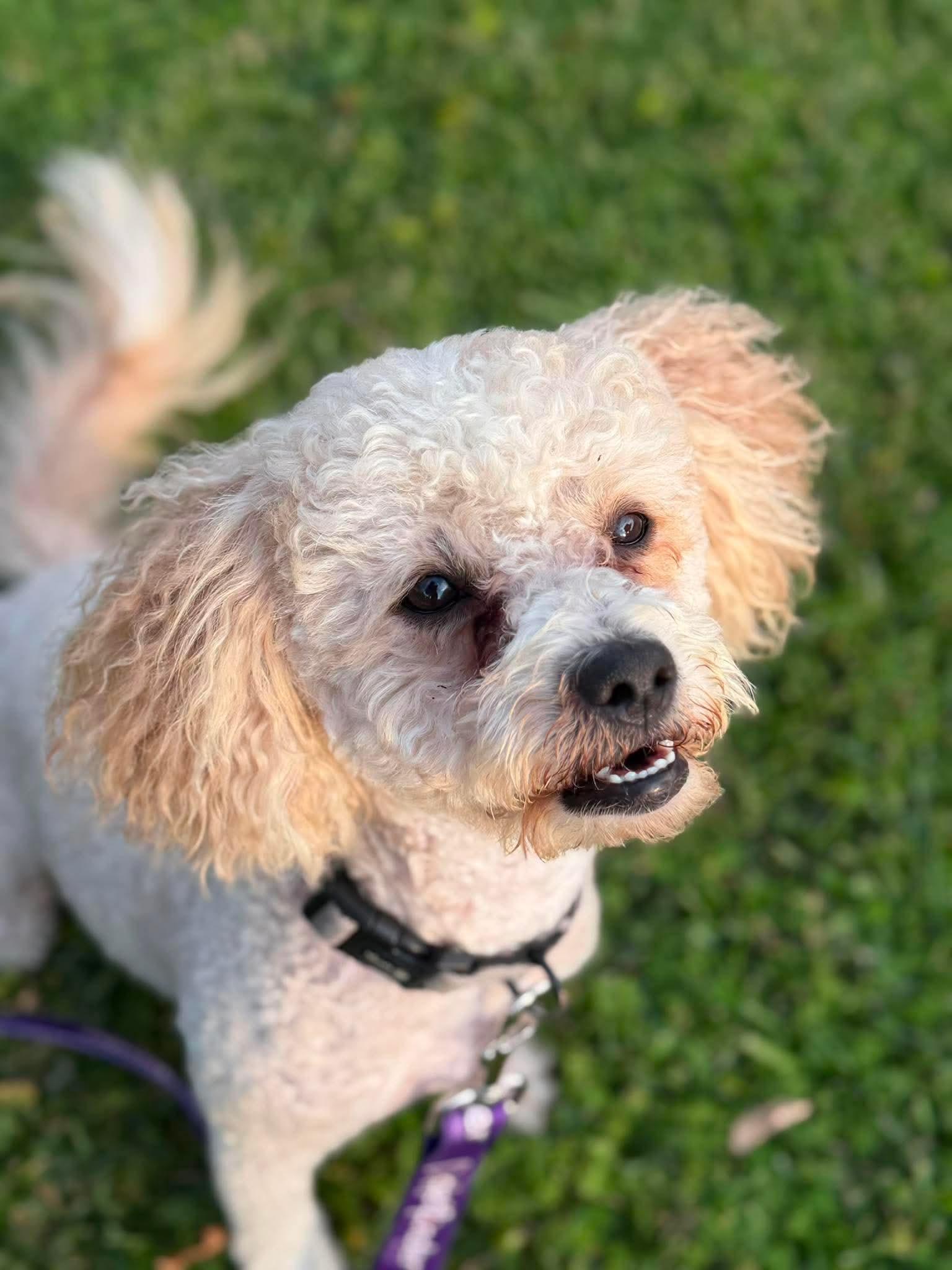 Timothy, a Adoptable Poodle in Orange, CA image 3/3