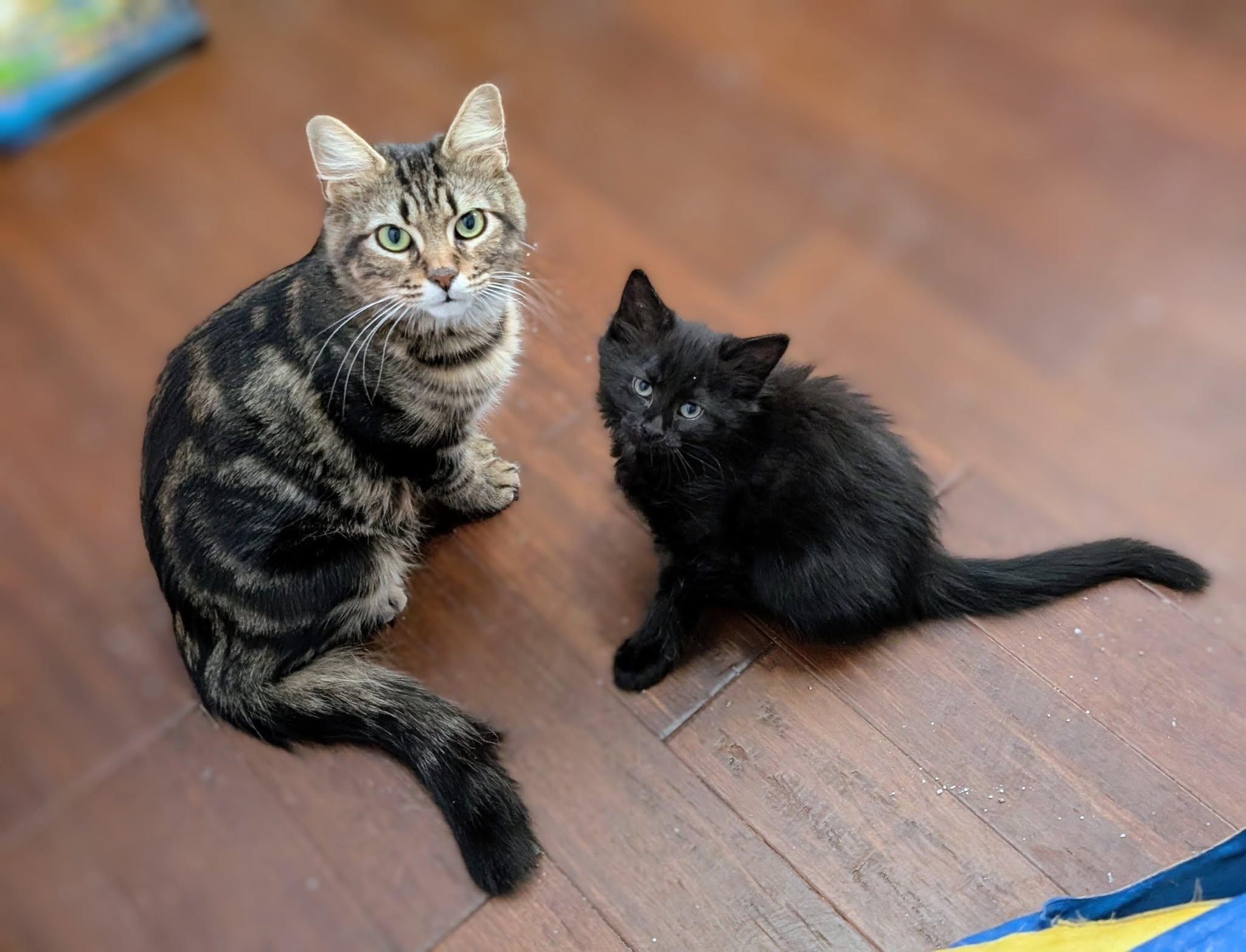Enlarge Freya, a ADOPTABLE Domestic Medium Hair in Cambridge, ON image 2/4