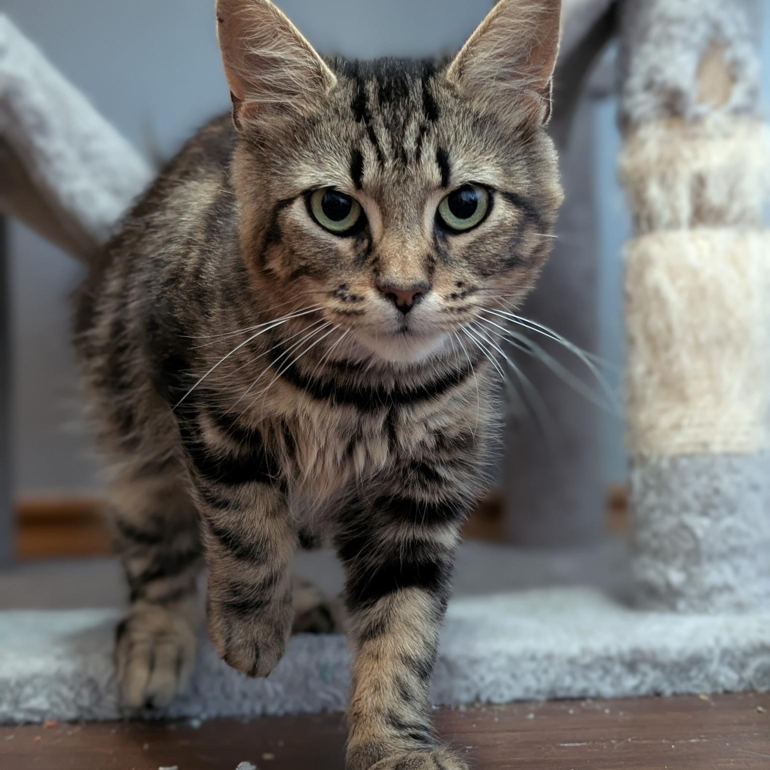 Enlarge Freya, a ADOPTABLE Domestic Medium Hair in Cambridge, ON image 3/4