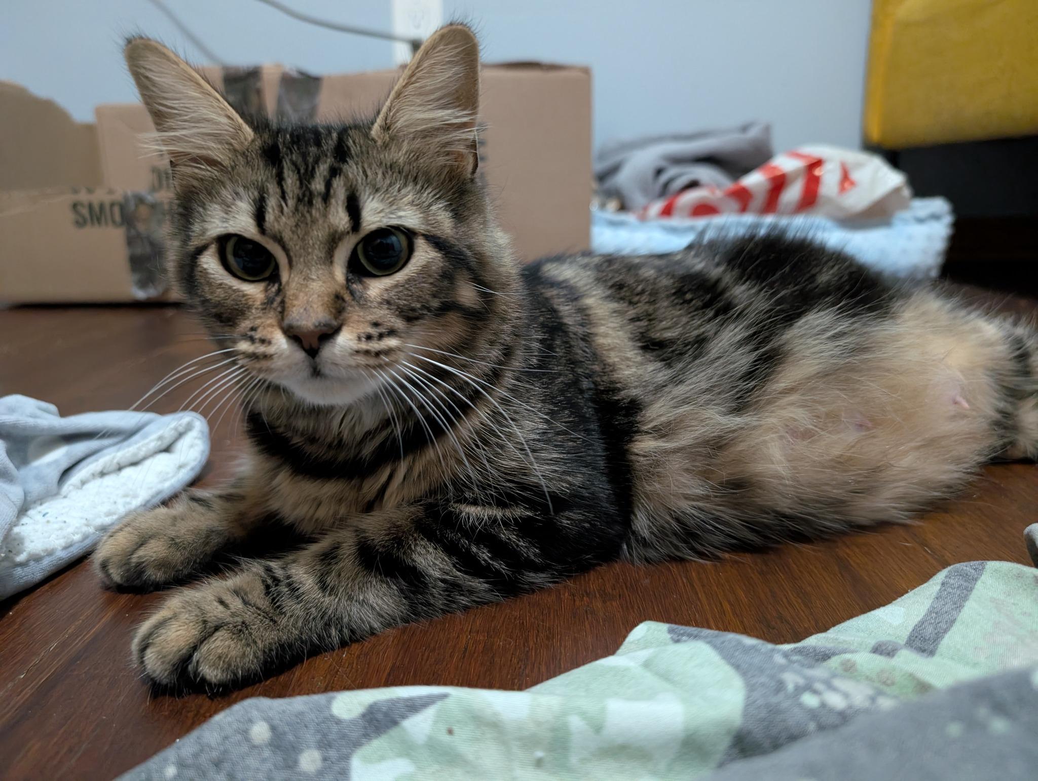 Enlarge Freya, a ADOPTABLE Domestic Medium Hair in Cambridge, ON image 4/4