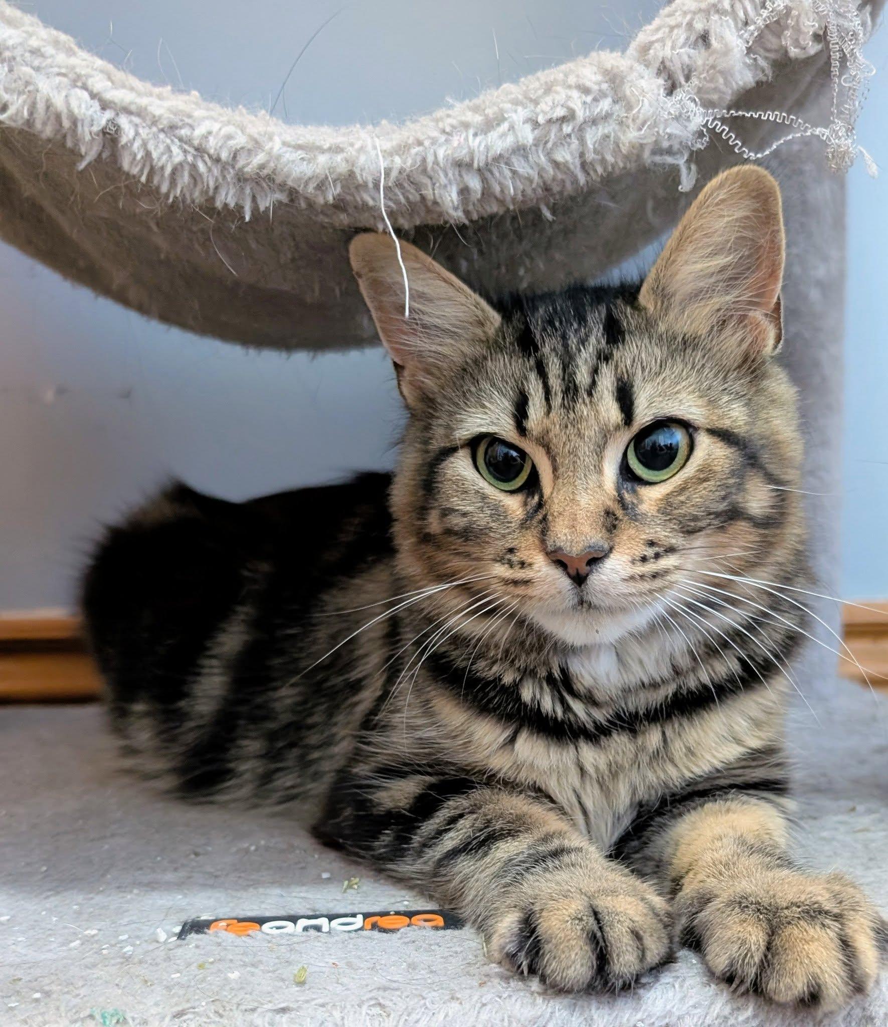 Freya, ADOPTABLE, Young Female Domestic Medium Hair.