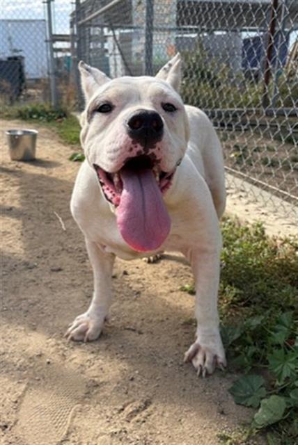 Josie, an adoptable mixed breed in Thousand Oaks, CA image 2/2