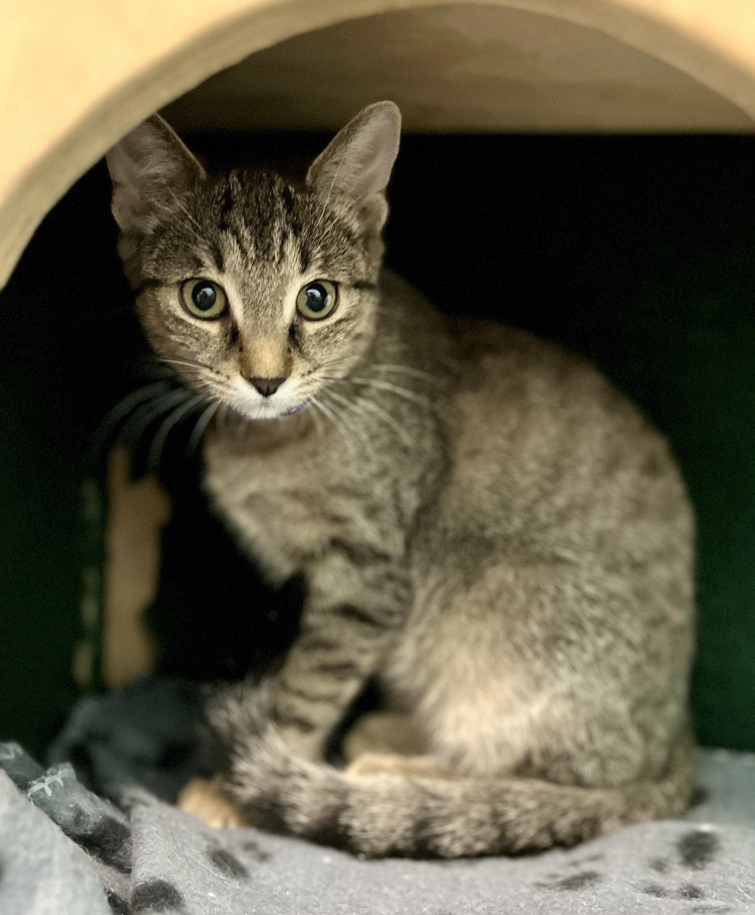 Enlarge Fern, a ADOPTABLE Domestic Short Hair in Guelph, ON image 5/6