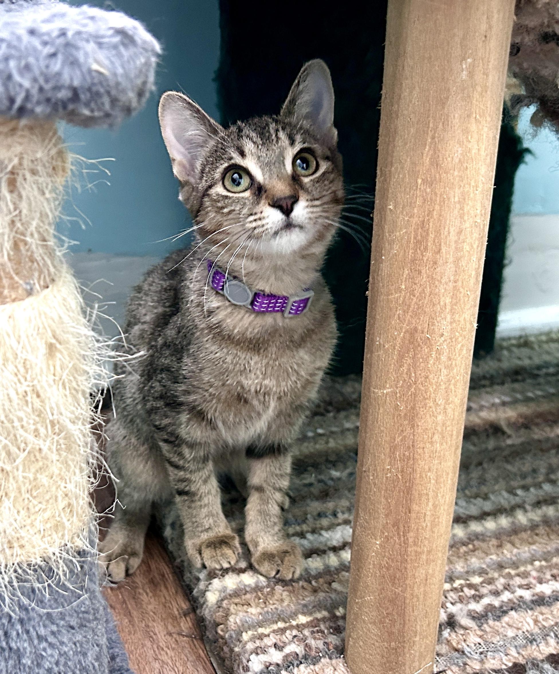 Enlarge Fern, a ADOPTABLE Domestic Short Hair in Guelph, ON image 3/6