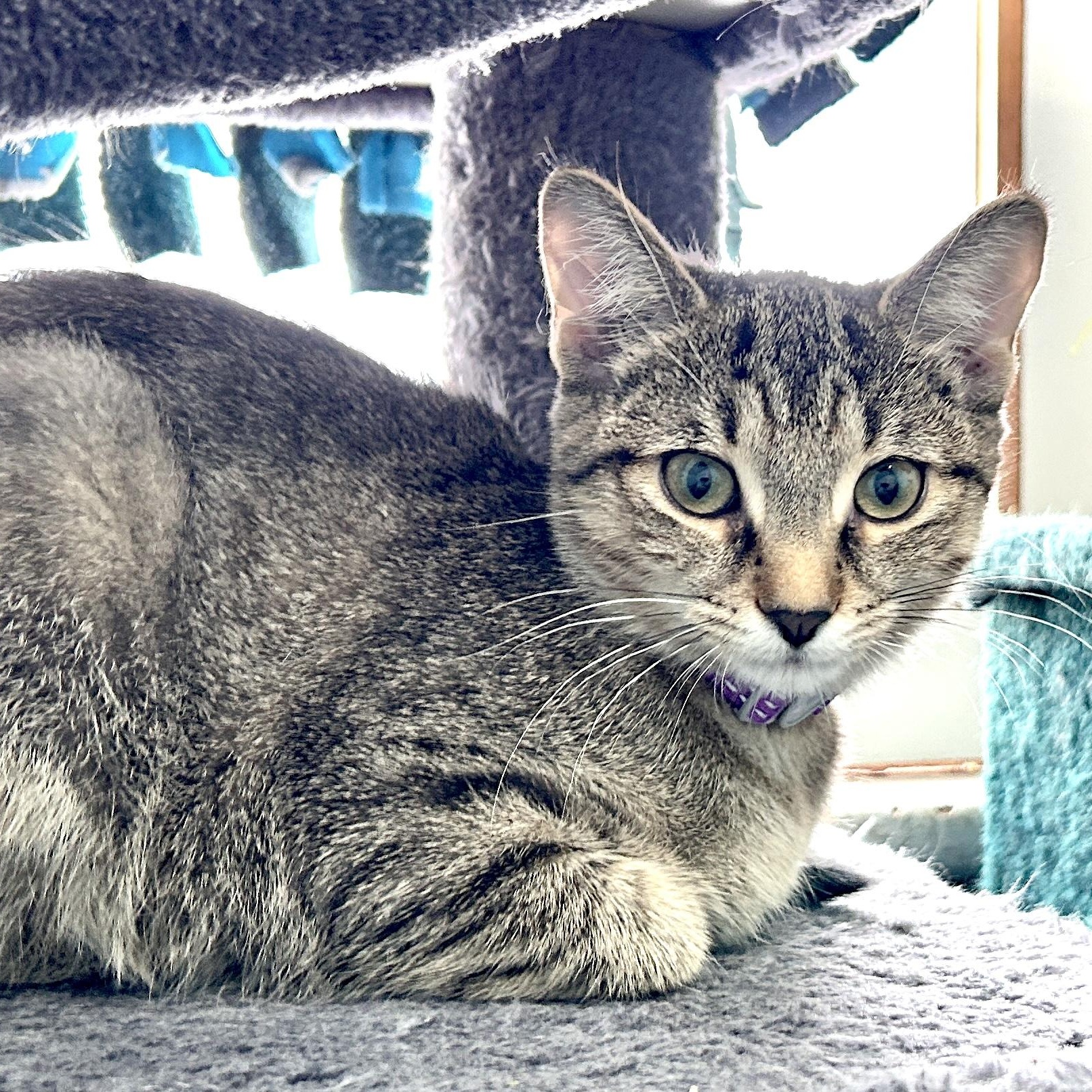 Fern, ADOPTABLE, Kitten Female Domestic Short Hair.