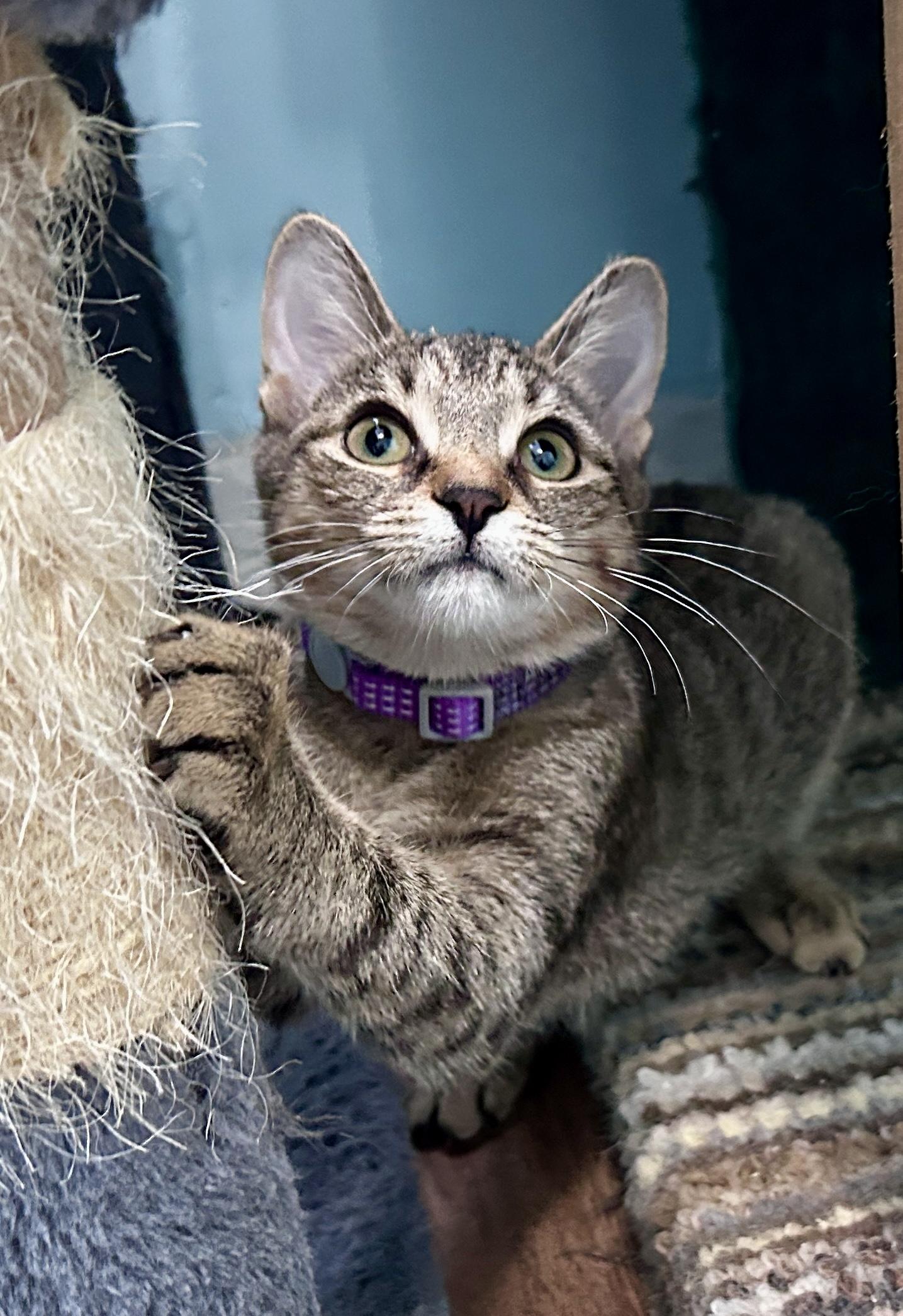 Enlarge Fern, a ADOPTABLE Domestic Short Hair in Guelph, ON image 2/6