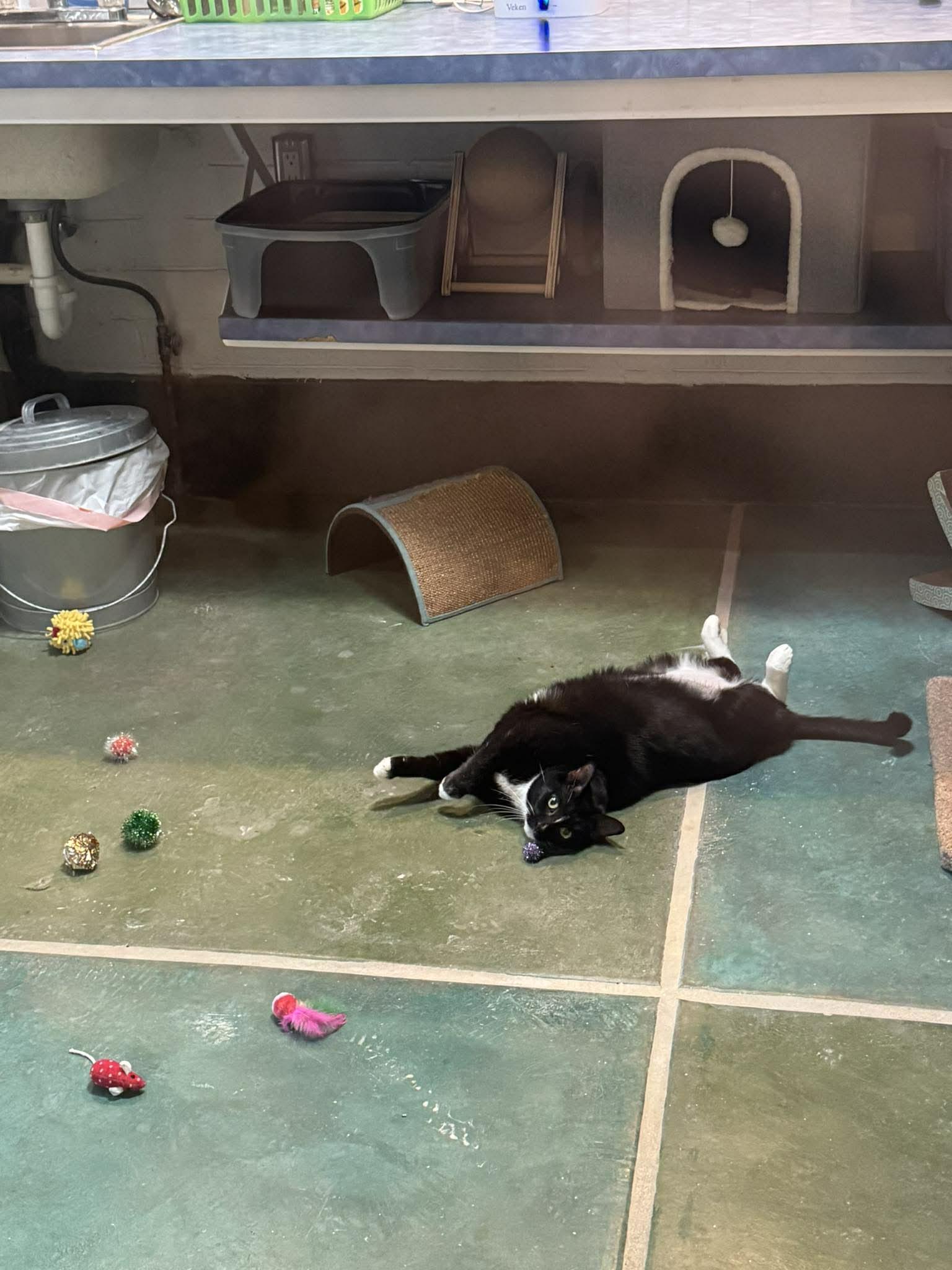 Boots, ADOPTABLE, Adult Male Domestic Medium Hair.