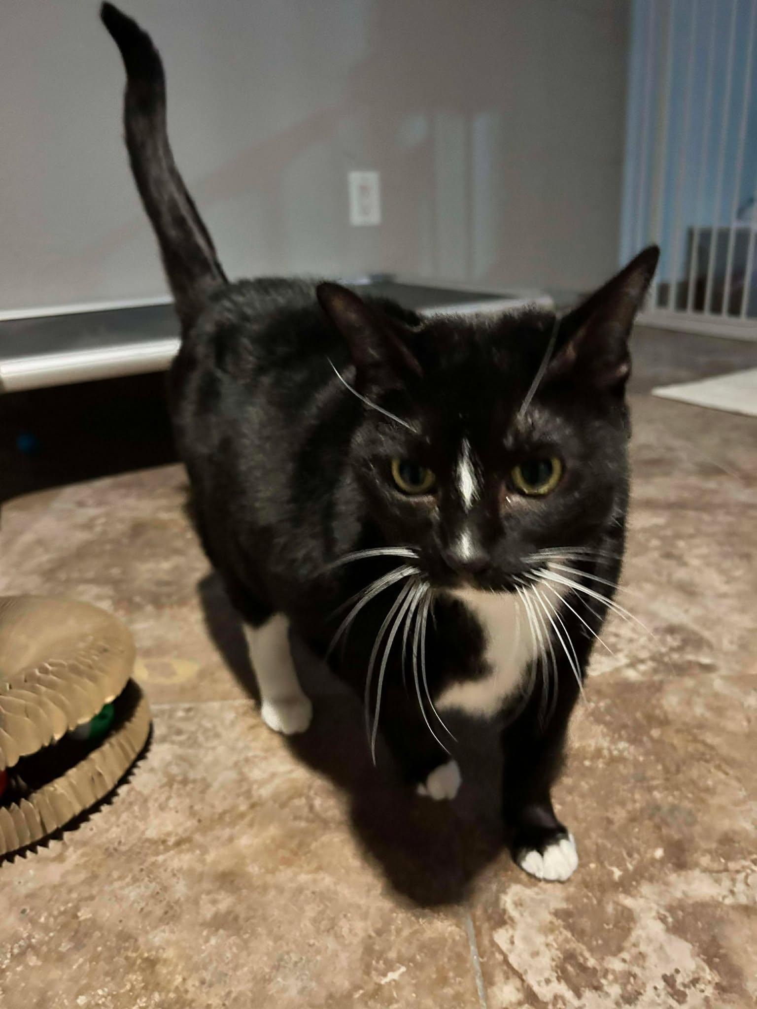 Boots & Jett - *Bonded Pair*, ADOPTABLE, Adult Male Domestic Medium Hair.