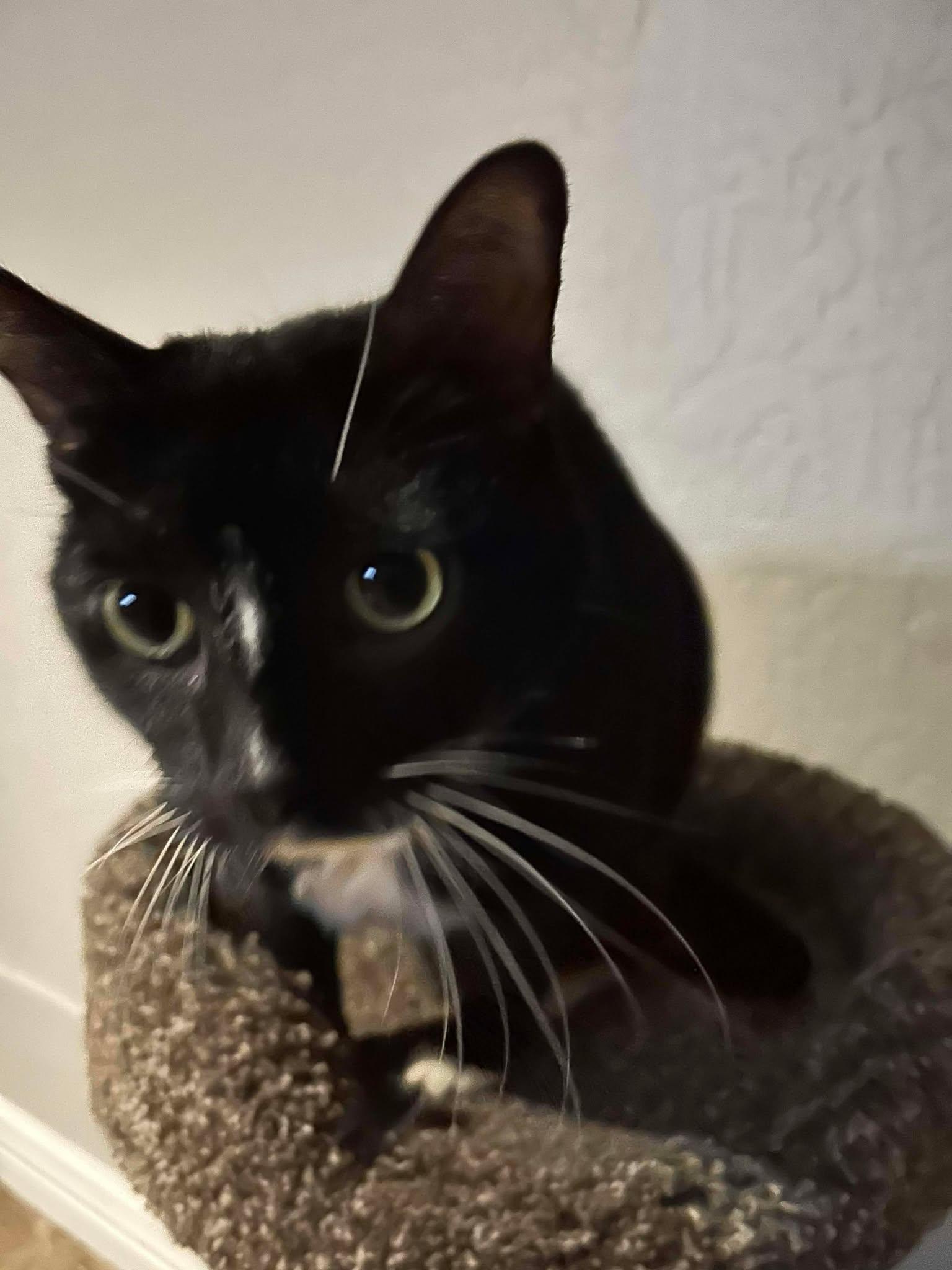 Enlarge Boots & Jett - *Bonded Pair*, a ADOPTABLE Domestic Medium Hair in Phoenix, AZ image 3/6