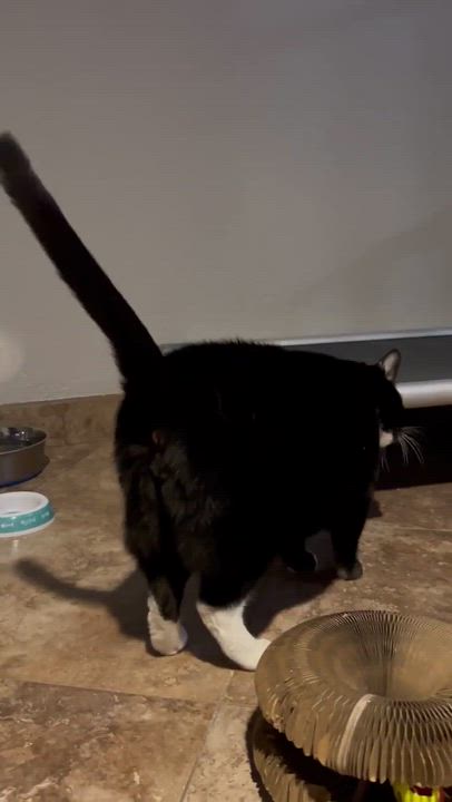 Enlarge Boots & Jett - *Bonded Pair*, a ADOPTABLE Domestic Medium Hair in Phoenix, AZ video 2/6