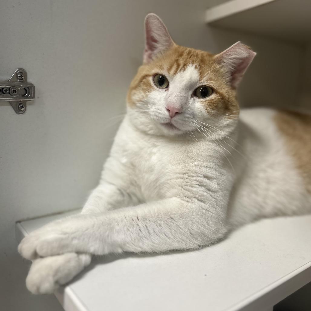 Lonny, Adoptable, Young Male Domestic Short Hair.