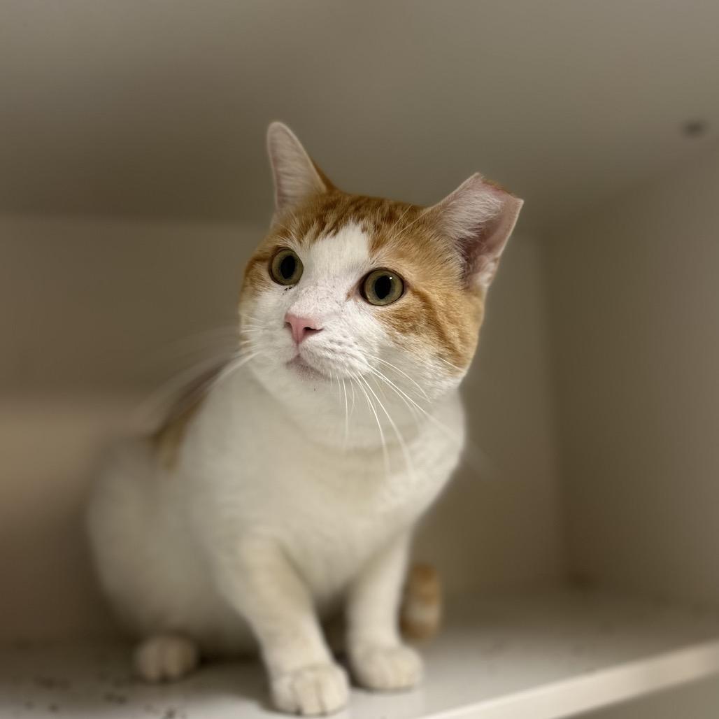 Enlarge Lonny, a Adoptable Domestic Short Hair in Troy, IL image 1/1