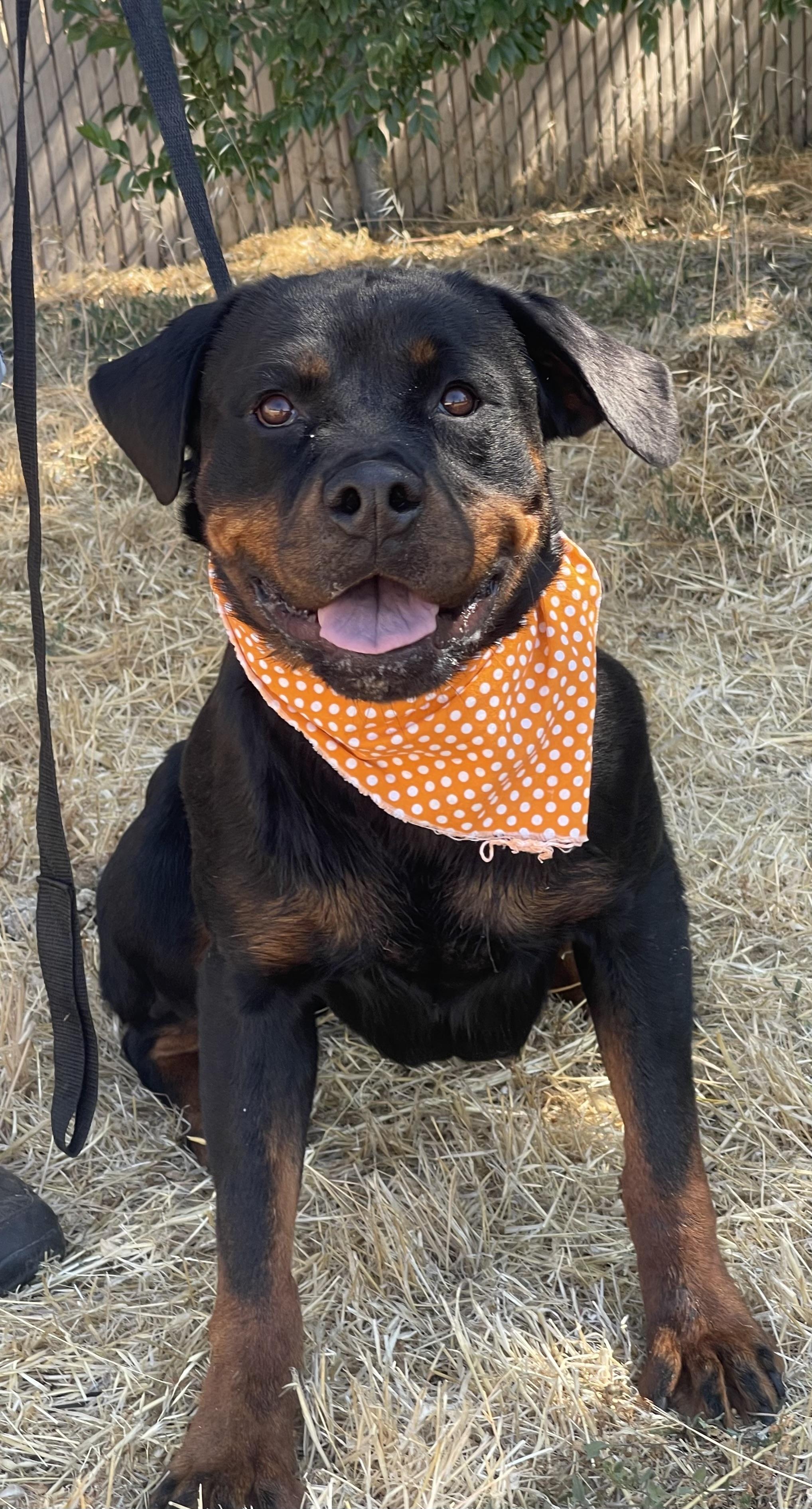 Enlarge Bella, a Adoptable Rottweiler in Woodland, CA image 1/1