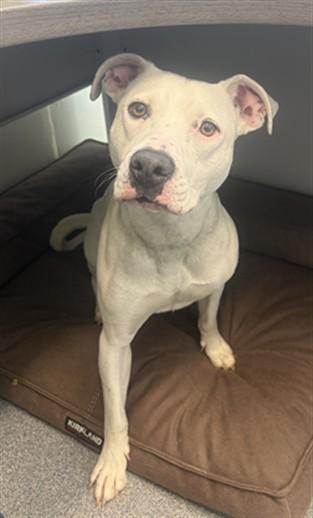 Enlarge PATRICIA, a Adoptable mixed breed in Toledo, OH image 1/1