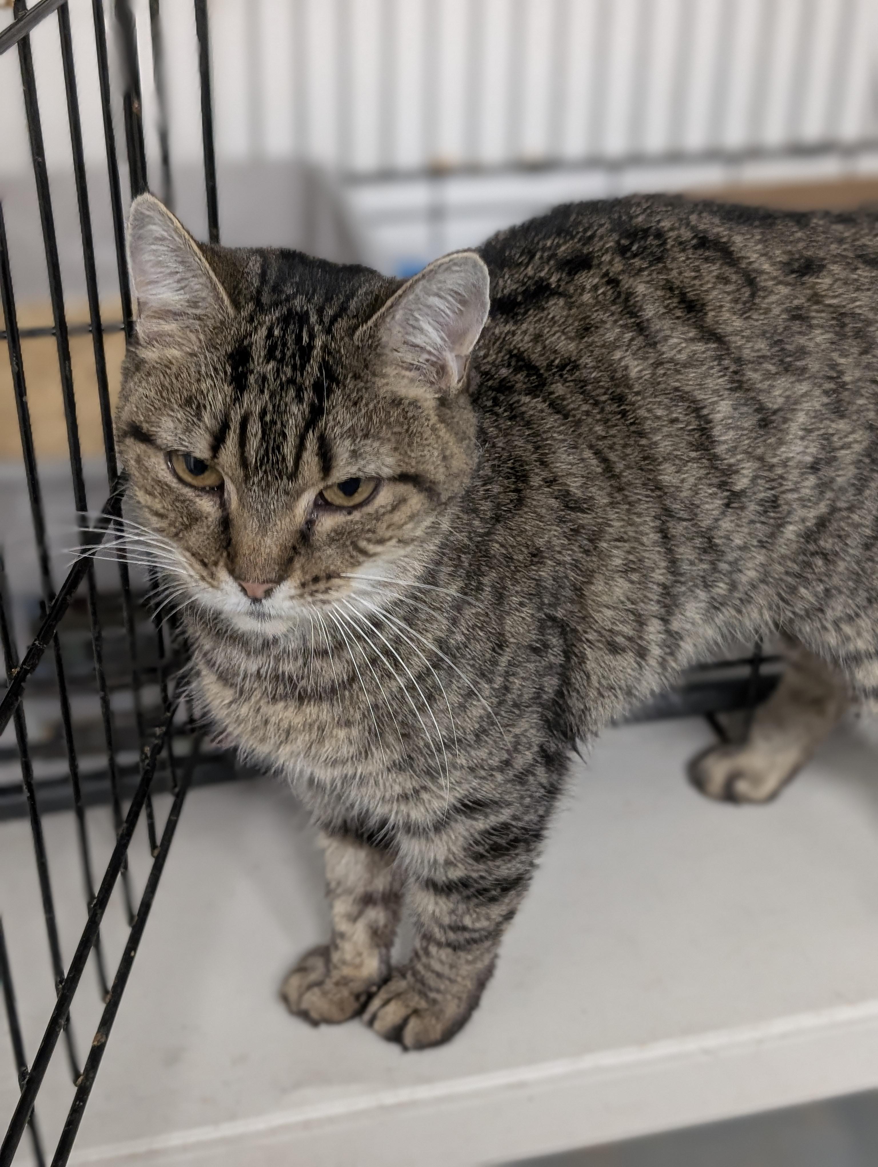 Muffin, adoptable, Adult Female Domestic Short Hair.