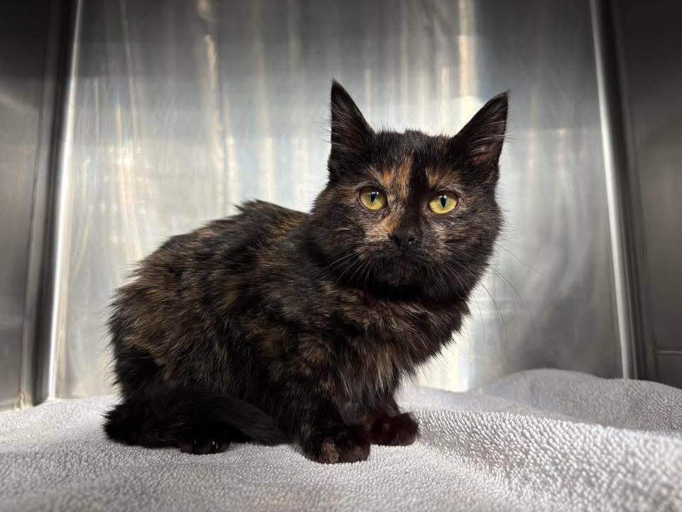 Fleur, adopted, Kitten Female Tortoiseshell.