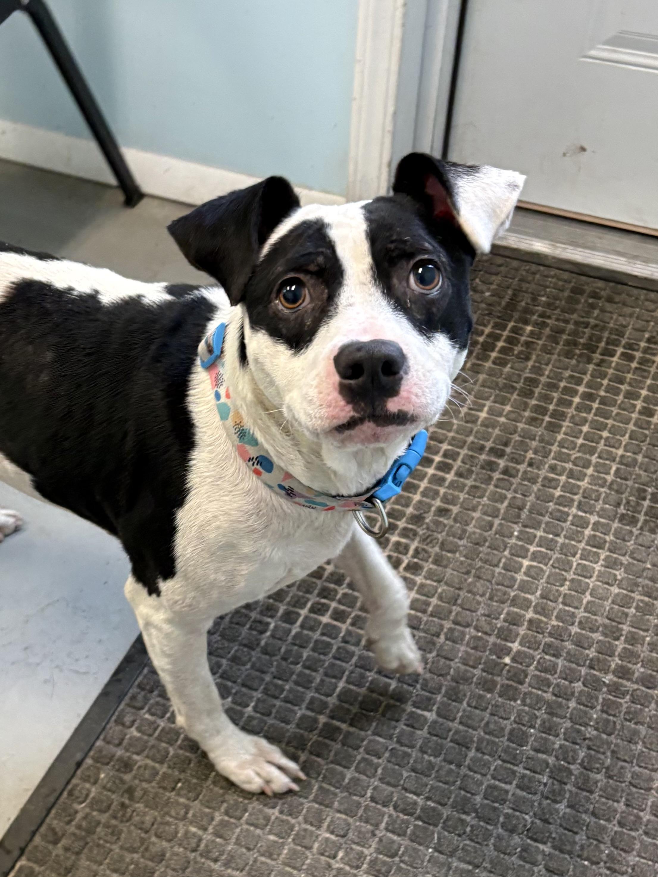 Enlarge Bonnie, a Adoptable mixed breed in Big Rapids, MI image 3/3