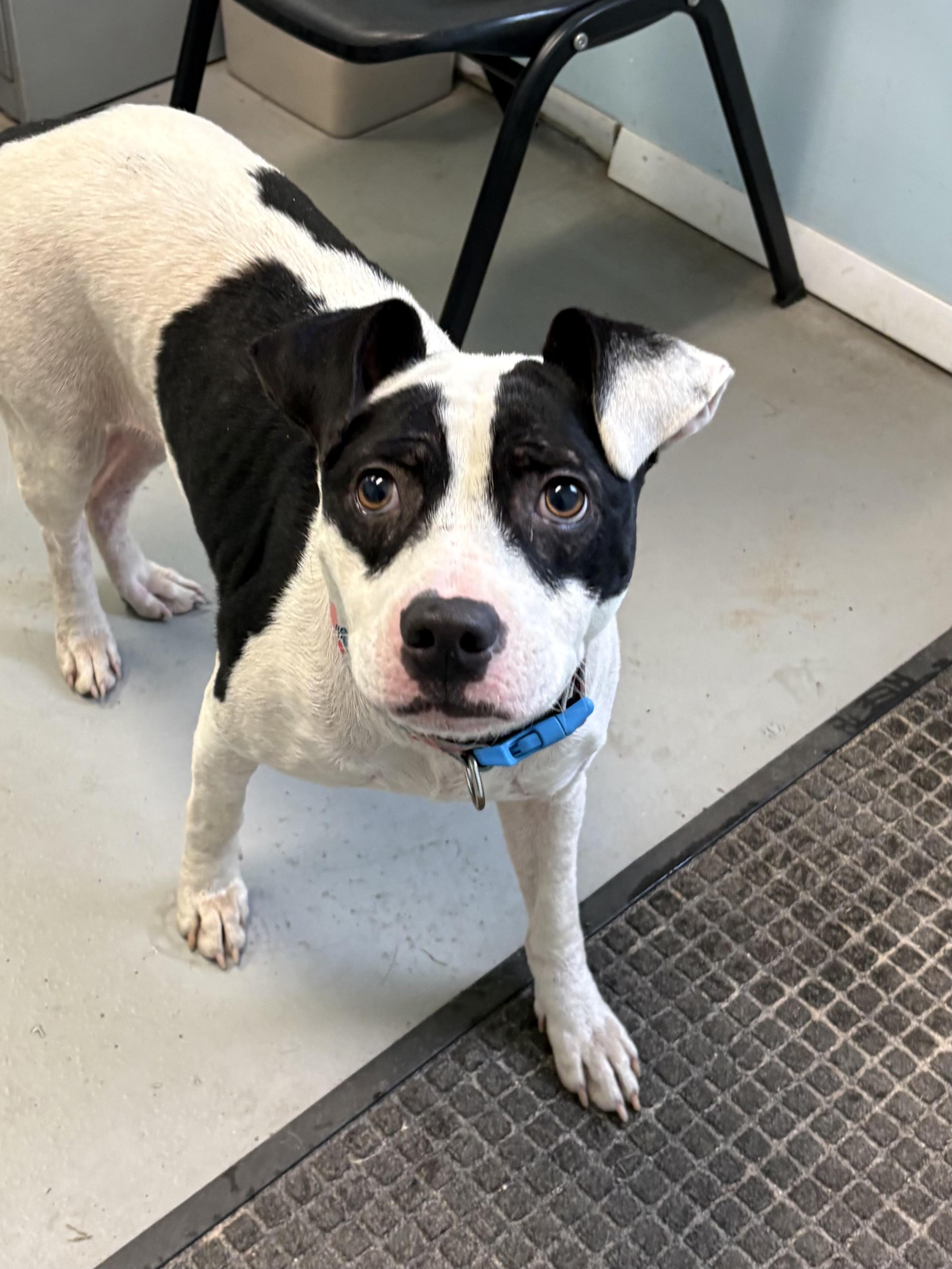 Enlarge Bonnie, a Adoptable mixed breed in Big Rapids, MI image 1/3