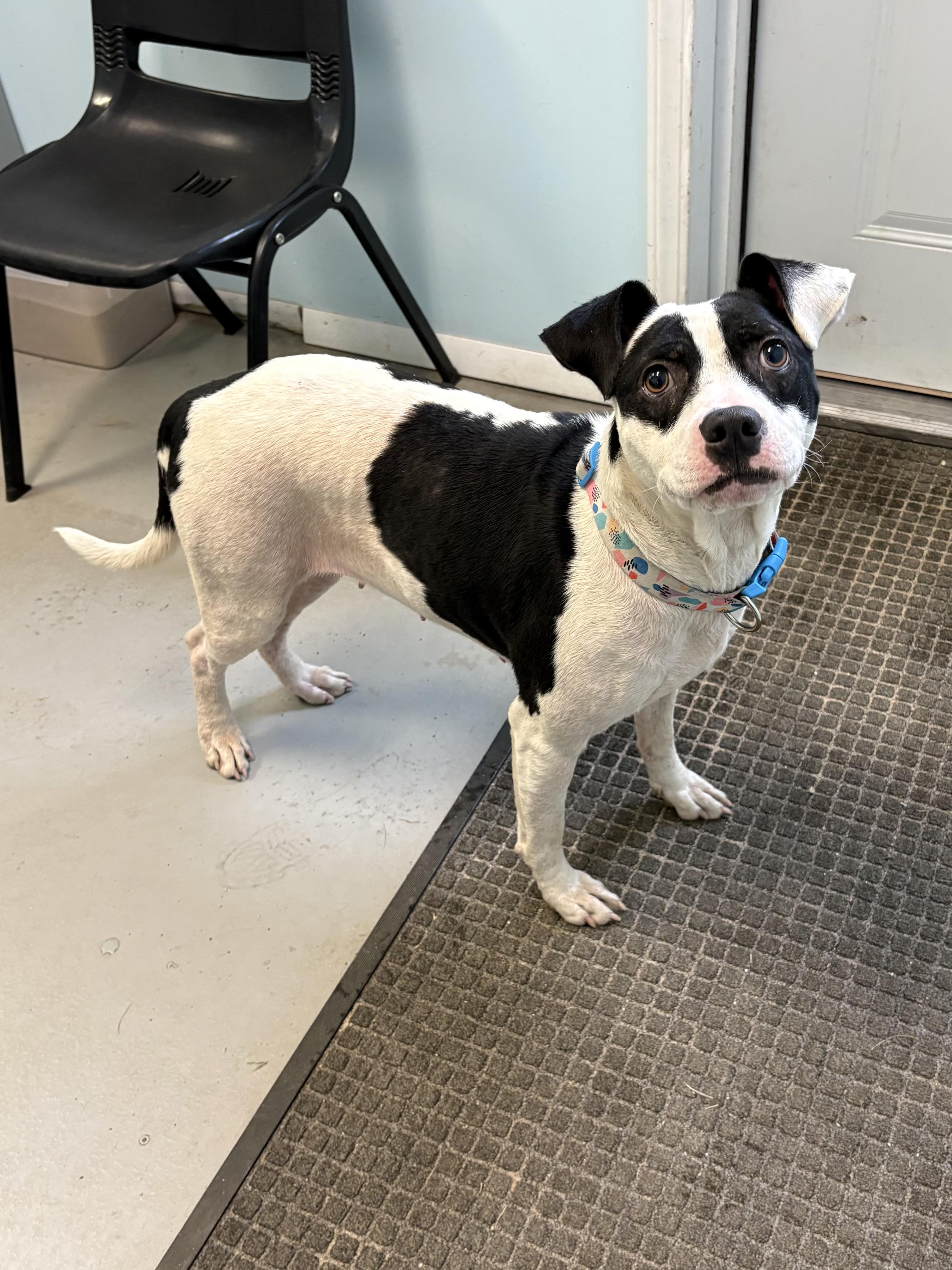 Enlarge Bonnie, a Adoptable mixed breed in Big Rapids, MI image 2/3