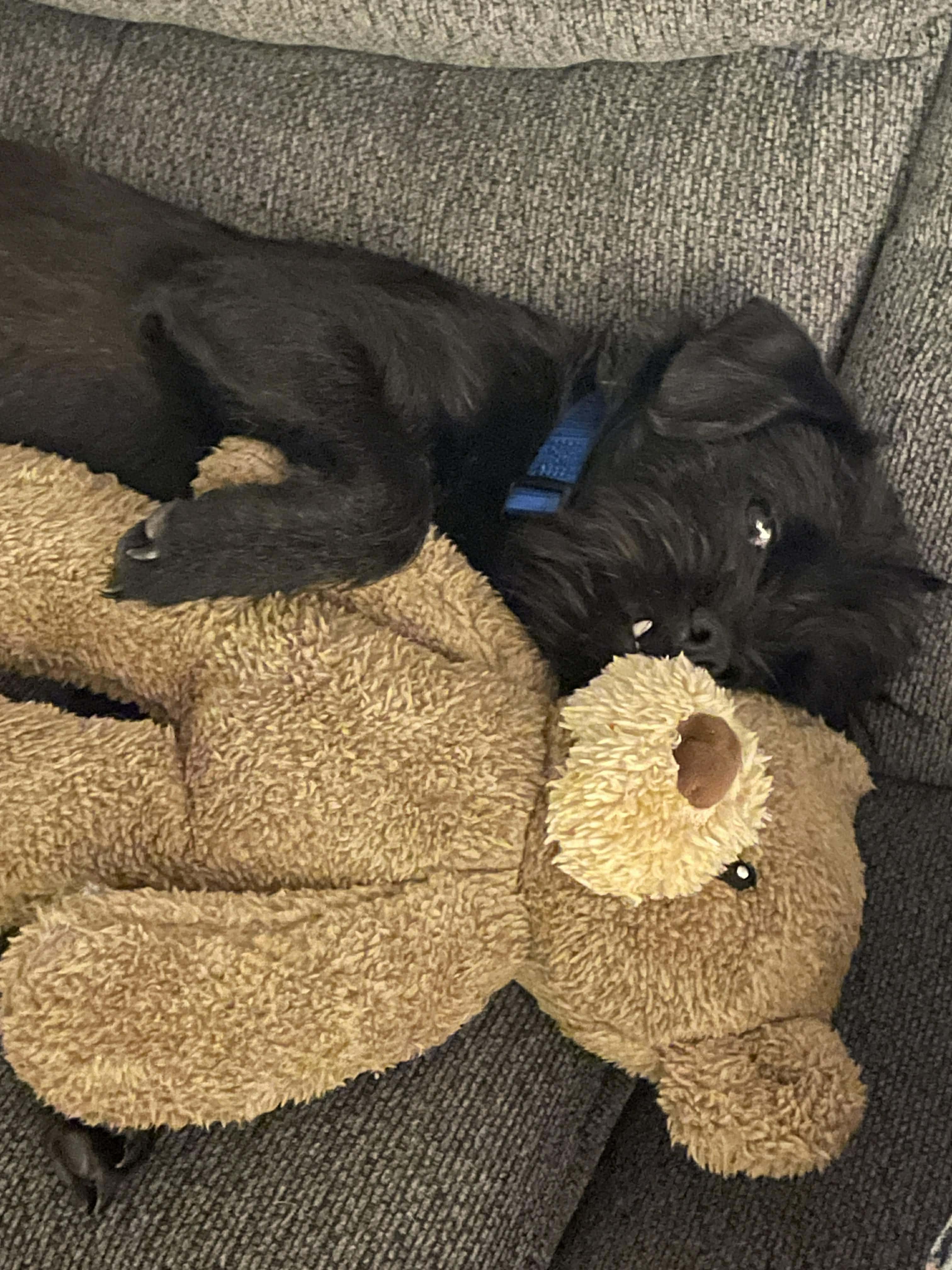 Douglas, adopted, Young Male Terrier & Brussels Griffon.
