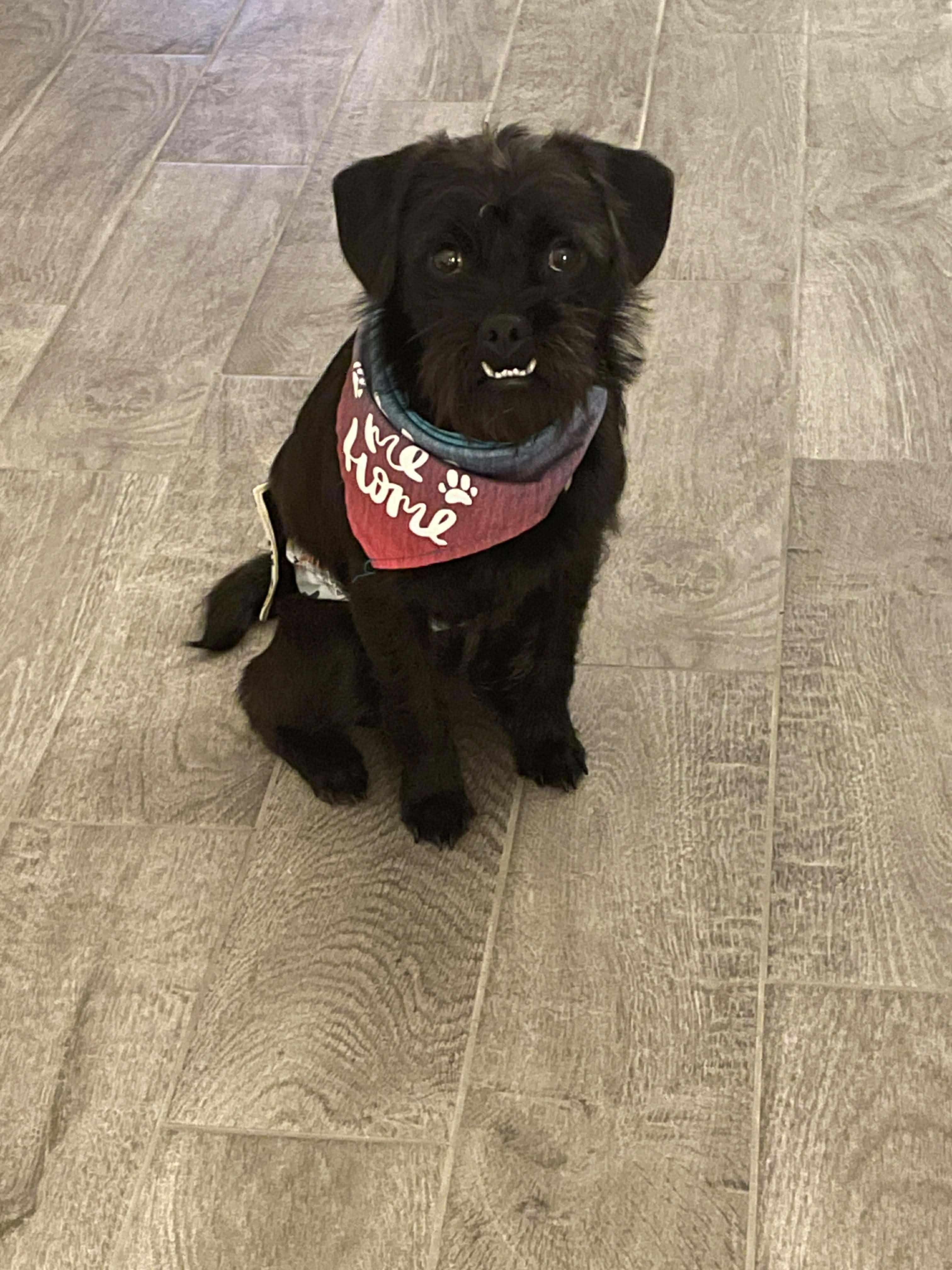 Douglas, an adopted mixed breed in Fort Worth, TX image 2/4