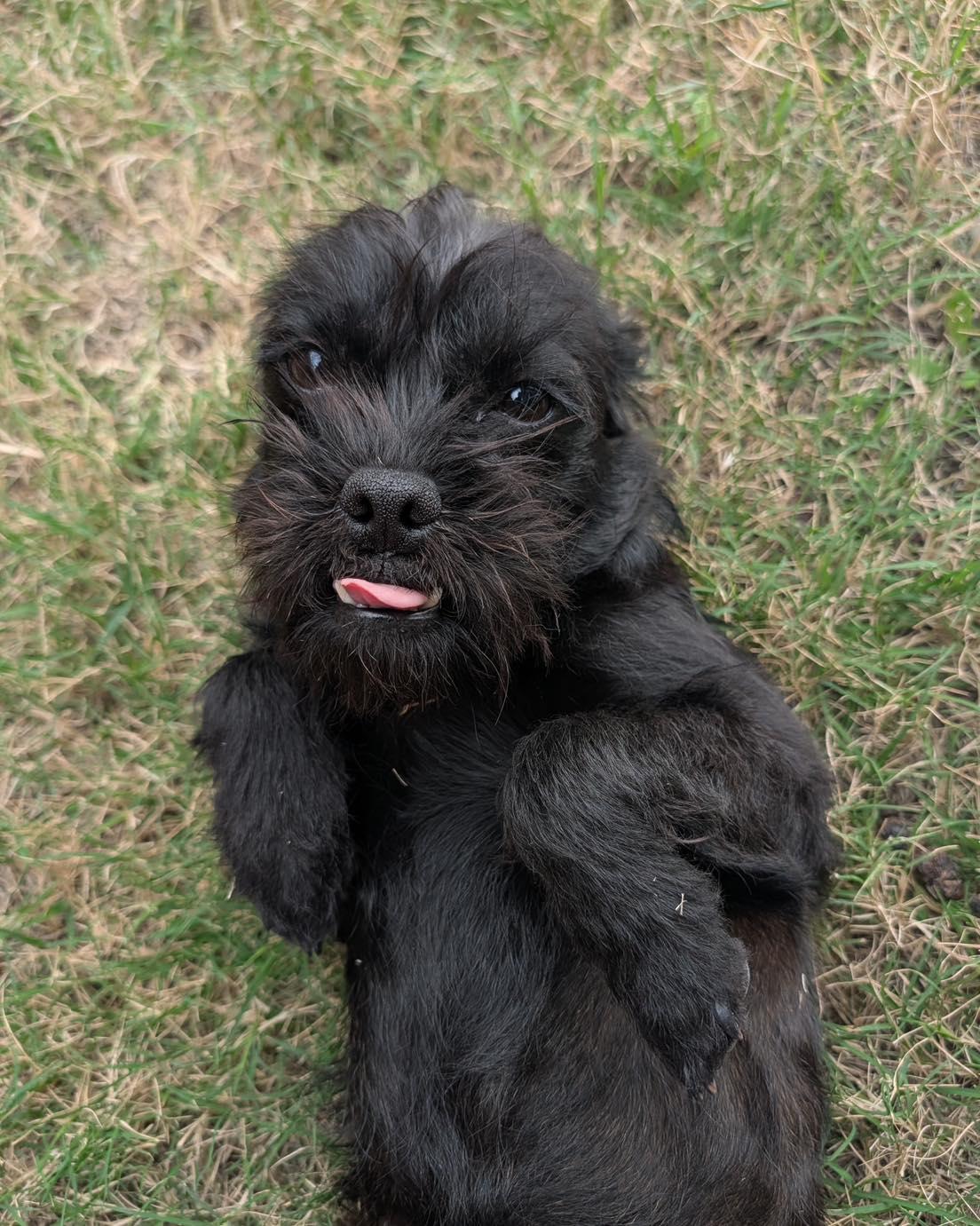 Douglas, an adopted mixed breed in Fort Worth, TX image 3/4