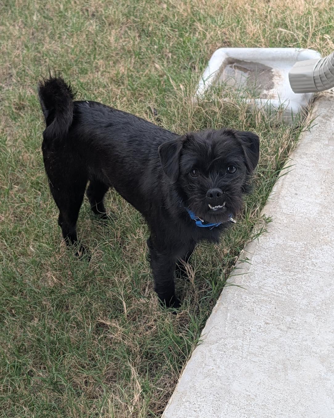 Douglas, an adopted mixed breed in Fort Worth, TX image 4/4